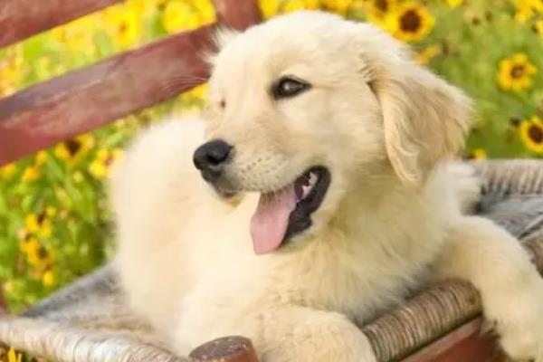 狂犬病的传染方式以及潜伏期，狂犬病发作时猫狗的唾液具有传染性