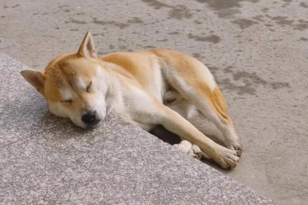 狂犬病的传染方式以及潜伏期，狂犬病发作时猫狗的唾液具有传染性