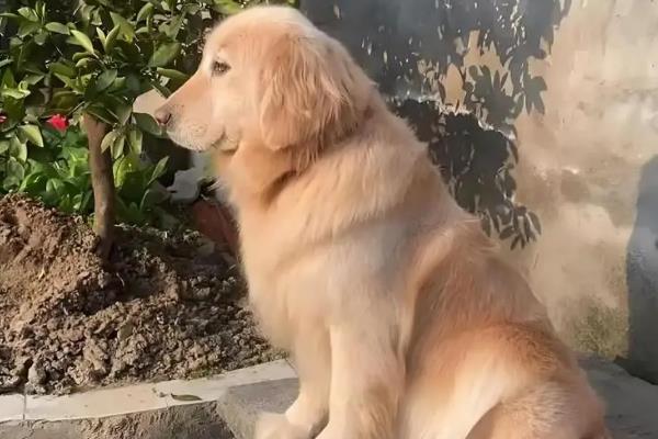 狂犬病的传染方式以及潜伏期，狂犬病发作时猫狗的唾液具有传染性
