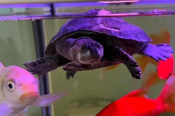 猪鼻龟和黄头侧颈龟适合混养吗，不建议二者混养