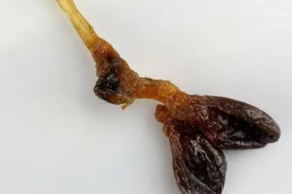 水貂的简介，属于食肉目鼬科动物