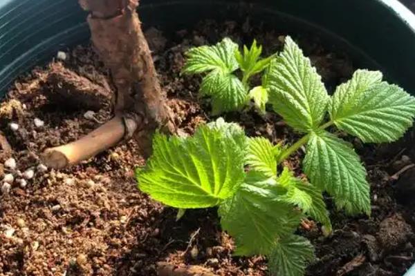 树莓的浇水频率，春秋季节每隔3天浇一次