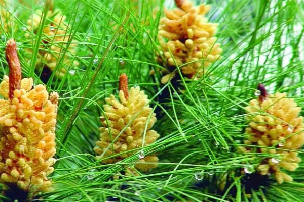 松花粉的食用方法，可直接用温开水送服