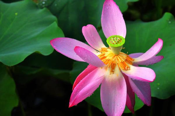 莲花和荷花的区别，二者没有区别