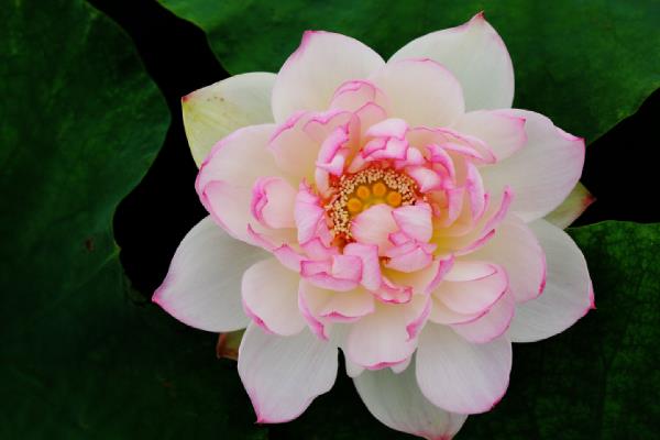 莲花和荷花的区别，二者没有区别