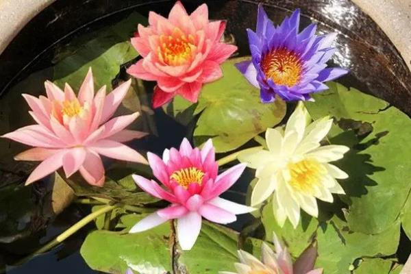 莲花和荷花的区别，二者没有区别