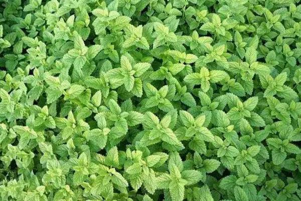 薄荷要用什么肥料，基肥以腐熟堆肥或厩肥为主