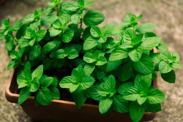 薄荷要用什么肥料，基肥以腐熟堆肥或厩肥为主