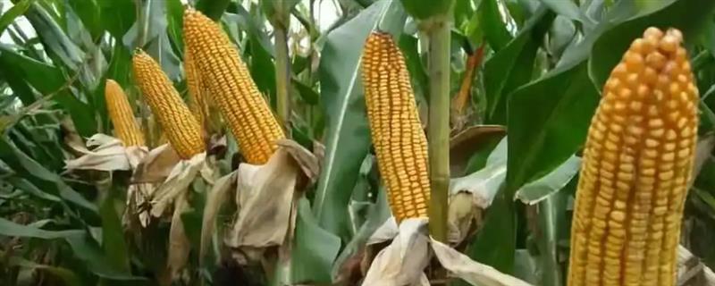 天育108玉米种简介，适宜在4月下旬至5月上旬播种