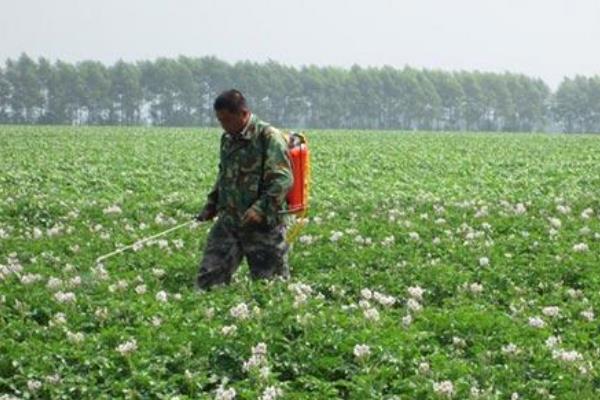 硝磺草酮可以除什么草，可防除一年生禾本科杂草