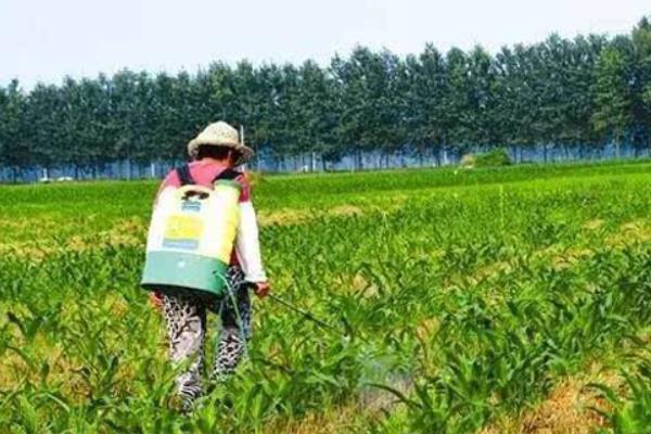 硝磺草酮可以除什么草，可防除一年生禾本科杂草