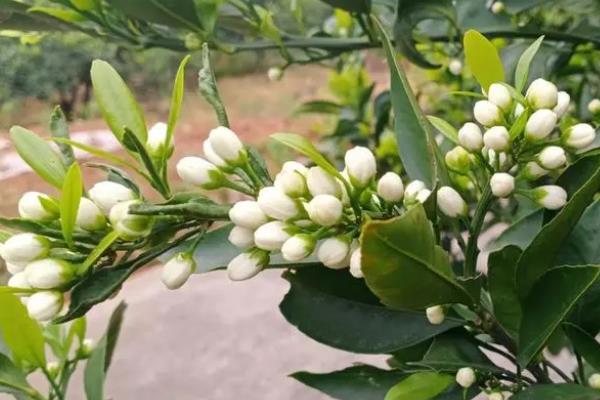 柑橘花期用什么肥料，使用磷钾复合肥料