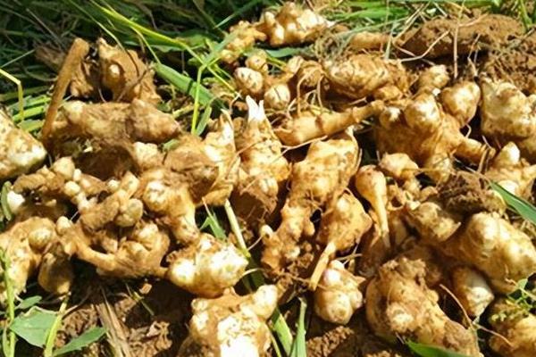 洋姜的栽种方法，繁殖方法以块茎繁殖为主