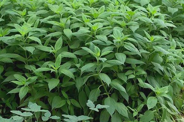 洋姜的栽种方法，繁殖方法以块茎繁殖为主