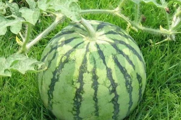 4k西瓜相关介绍，肉厚汁多品质较高