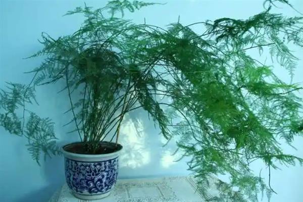 文竹黄叶子要如何处理，可转移到室内阳光充足的位置养护