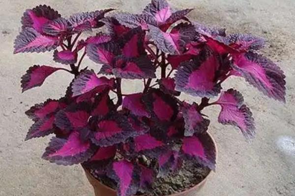 彩叶草蔫了如何恢复，需补充养分并及时遮阳