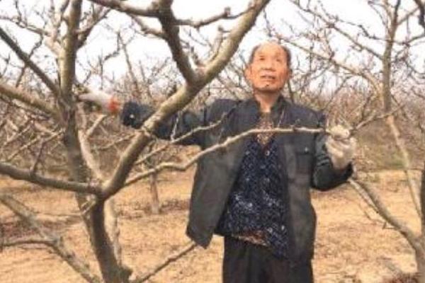 山楂树如何修剪，以冬季修剪为主夏季修剪为辅