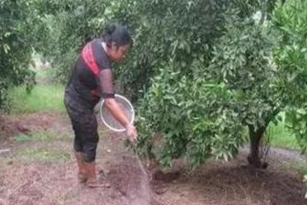 怎么对蜜柚使用磷肥，以下9种方式可酌情采取