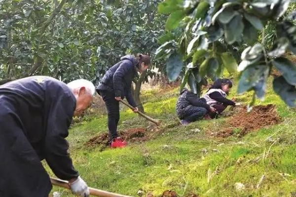 怎么对蜜柚使用磷肥，以下9种方式可酌情采取