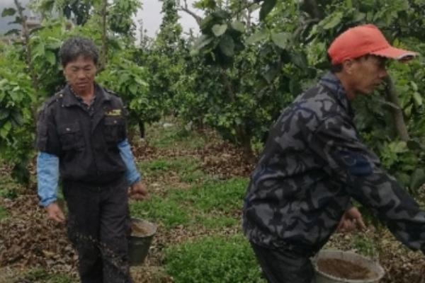 怎么对蜜柚使用磷肥，以下9种方式可酌情采取
