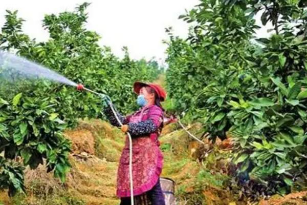 怎么对蜜柚使用磷肥，以下9种方式可酌情采取