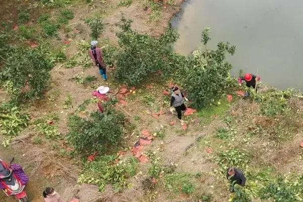 怎么对蜜柚使用磷肥，以下9种方式可酌情采取