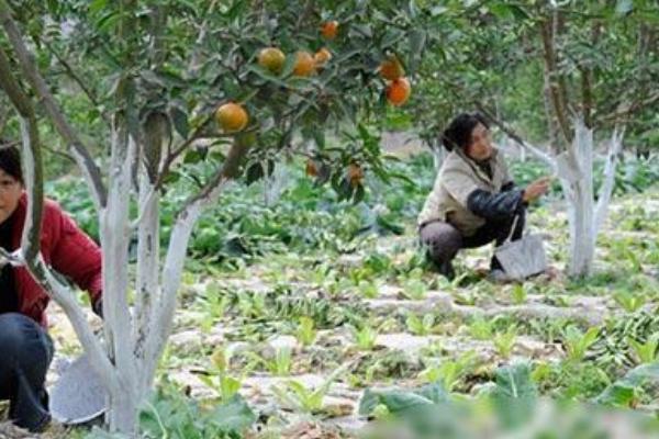 怎么对蜜柚使用磷肥，以下9种方式可酌情采取