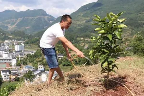 怎么对蜜柚使用磷肥，以下9种方式可酌情采取
