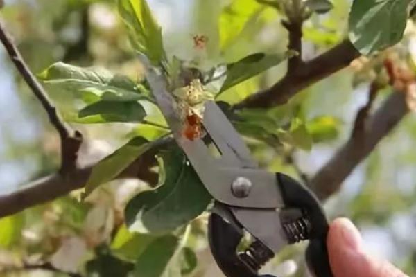 怎么对蜜柚使用磷肥，以下9种方式可酌情采取