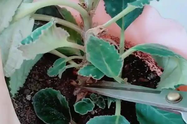 芙蓉花怎样叶插，叶片下的叶柄建议保留