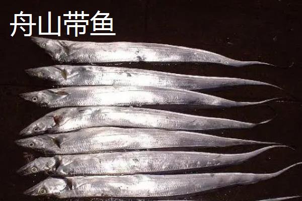 舟山带鱼和东海带鱼的区别，体型、鳞片、口感均不同