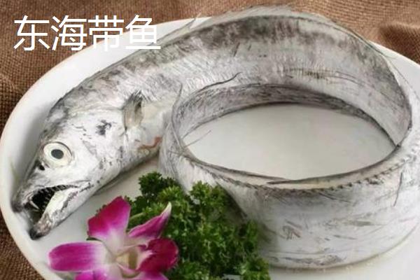 舟山带鱼和东海带鱼的区别，体型、鳞片、口感均不同
