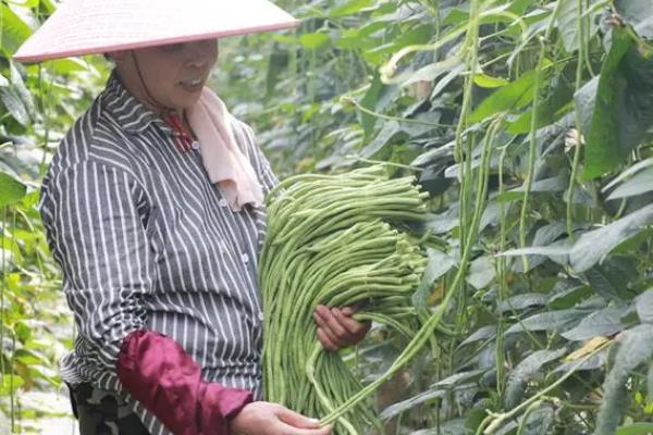 豆角能保存多长时间，保存时间依据保存方法而定