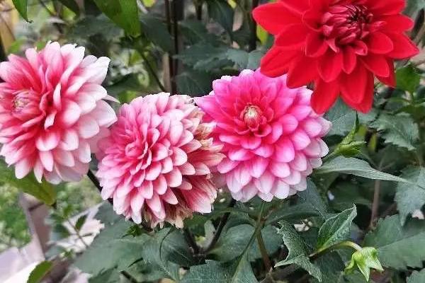 大丽花的品种，全世界约3万种品种