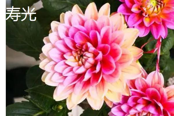 大丽花的品种，全世界约3万种品种