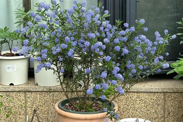 美洲茶的花期持续时间，一般为2-3个月左右