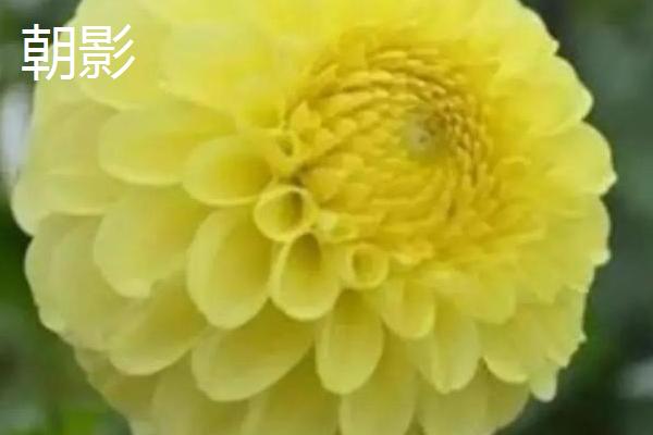 大丽花的品种，全世界约3万种品种