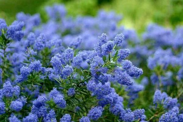 美洲茶的花期持续时间，一般为2-3个月左右