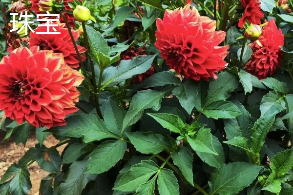 大丽花的品种，全世界约3万种品种
