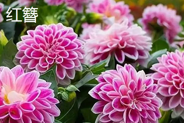 大丽花的品种，全世界约3万种品种