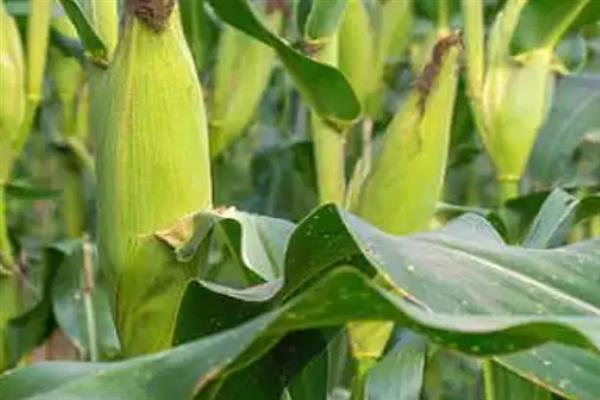 天育108玉米种简介，适宜在4月下旬至5月上旬播种