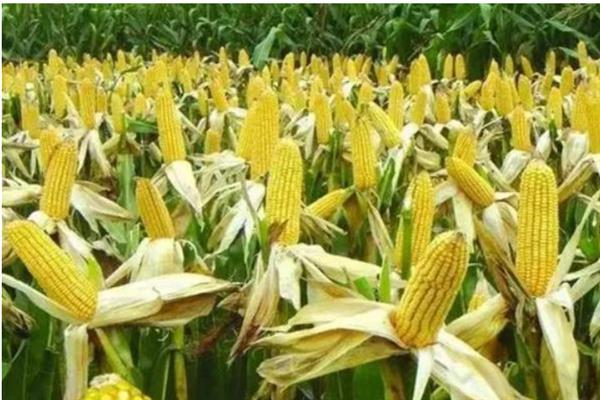 天育108玉米种简介，适宜在4月下旬至5月上旬播种