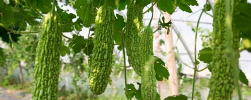 苦瓜子怎么播种，播种前需要进行催芽