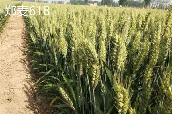 有哪些小麦高产新品种，常见的有中研麦1号、豫教5号等