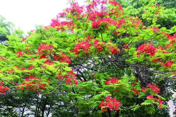 凤凰木的花语，寓意年轻热烈、吉祥欢乐等