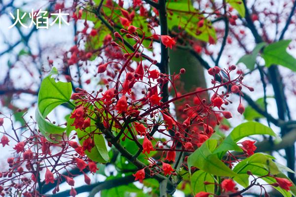 凤凰木的花语，寓意年轻热烈、吉祥欢乐等