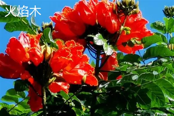 凤凰木的花语，寓意年轻热烈、吉祥欢乐等