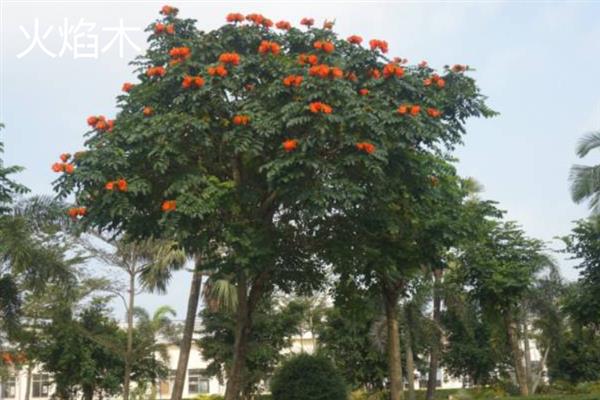 凤凰木的花语，寓意年轻热烈、吉祥欢乐等