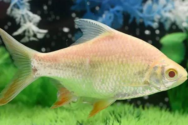 红鳍鲫好不好养，容易饲养但不宜与小型鱼类混养